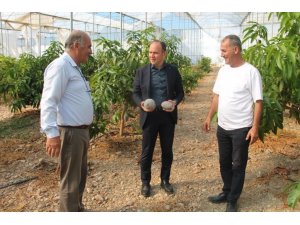 ERZİN’DE AVOKADO VE MANGO ÜRETİMİ YAPILAN SERALAR EKONOMİYE KATKI SAĞLIYOR