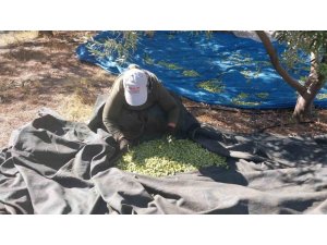 MERSİN’DE ZEYTİN HASADI BAŞLADI: BAHÇEDE 10 İLE 60 TL ARASINDA