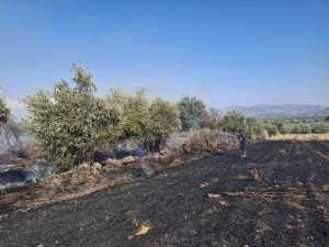 HASSA’DA ZEYTİNLİK ALAN VE ANIZ YANGINI GENİŞ ALANA YAYILMADAN SÖNDÜRÜLDÜ