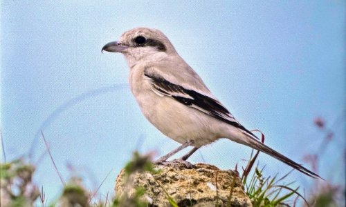 KUŞLARIN YÜZDE 45'İNİN POPÜLASYONU AZALIYOR