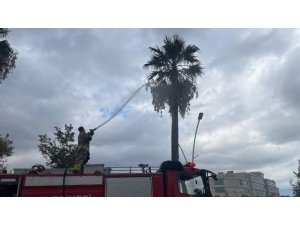 İSKENDERUN’DA YILDIRIMIN İSABET ETTİĞİ AĞAÇ YANDI