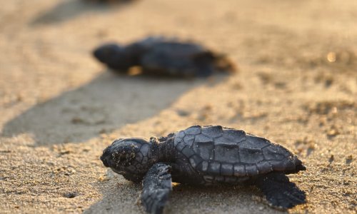 BELEK'TE 100 BİN CARETTA YAVRUSU DENİZE ULAŞTI