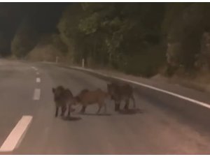 KAHRAMANMARAŞ’TA YOLDA DOMUZ SÜRÜSÜ