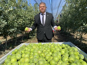 ISPARTA'DA ELMA HASADI BAŞLADI