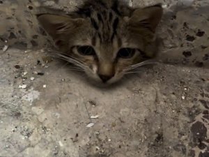 OSMANİYE’DE SU GİDERİNE SIKIŞAN YAVRU KEDİYİ İTFAİYE KURTARDI