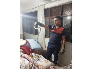 HATAY’DA YERLEŞİM YERLERİNDE GÖRÜLEN YILANLAR YAKALANARAK DOĞAL YAŞAM ALANLARINA BIRAKILDILAR