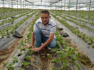 ÇİLEK FİDELERİ TOPRAKLA BULUŞTU