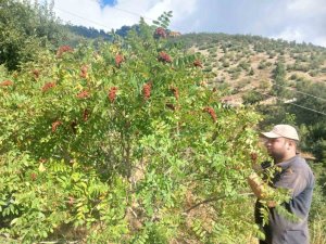 KAHRAMANMARAŞ’TA SUMAK HASADI