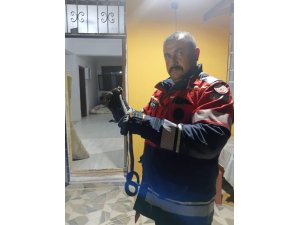HASSA’DA EVDE GÖRÜLEN YILAN İTFAİYE EKİPLERİNCE YAKALANDI