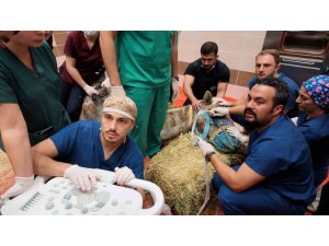 TÜRKİYE’DE İLK: RETİNA RAHATSIZLIĞI BULUNAN DEVE İÇİN KÖK HÜCRE TEDAVİ SÜRECİ BAŞLADI