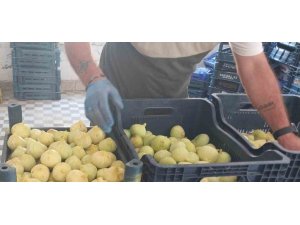 MERSİN’DE İNCİR SEZONU SONA ERDİ, ÜRETİCİSİNİN YÜZÜ GÜLDÜ