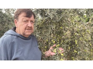 TAVŞAN YÜREĞİ ZEYTİNİNİ DÜNYA SAHNESİNE ÇIKARMAYA HAZIRLANIYOR