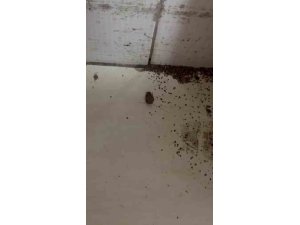 HAMAM BÖCEĞİ VE SİGARA İZMARİTİNDEN GEÇİLMEYEN FIRINDA MİDE BULANDIRAN GÖRÜNTÜLER