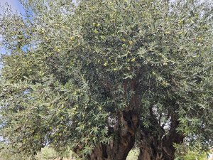 1200 YILLIK AĞACIN TEK BİR ZEYTİNİNİ BİLE İSTİYORLAR