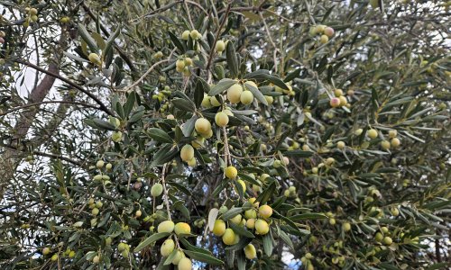 ANTALYA'DA ZEYTİNDE 'VAR YILI'
