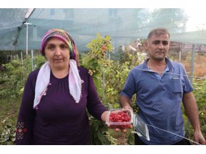 SAİMBEYLİ’DE İLK KEZ YETİŞTİRDİ, KİLOSUNU 500 LİRADAN SATIYOR