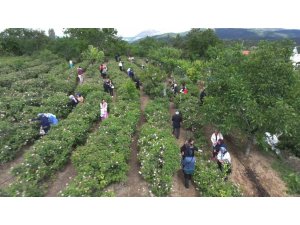 GÜL ÇİÇEĞİ TABAN FİYATI 95 LİRA OLARAK BELİRLENDİ