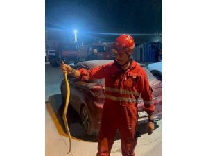ANTAKYA’DA ARACIN İÇİNDE GÖRÜLEN YILAN YAKALANDI