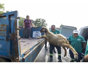 MERSİN’DE ÜRETİCİLERE HAYVAN, FİDAN VE EKİPMAN DESTEĞİ