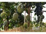 Alanya’da Avokado Ve Mango Temalı Tropik Meyve Festivali Başlıyor