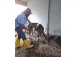 Gazipaşa’da 4 Bin 700 Büyükbaş Hayvana Şap Aşısı Yapıldı
