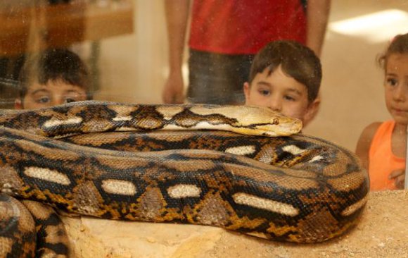 5 metre uzunluğundaki 'ağlı piton'