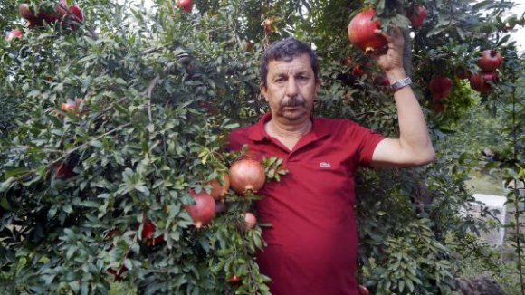 Finike'de Nar Hasadı Başladı