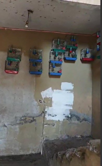 EVİNDE SAKA KUŞU BULUNAN ŞAHSA 151 BİN 200 LİRA PARA CEZASI