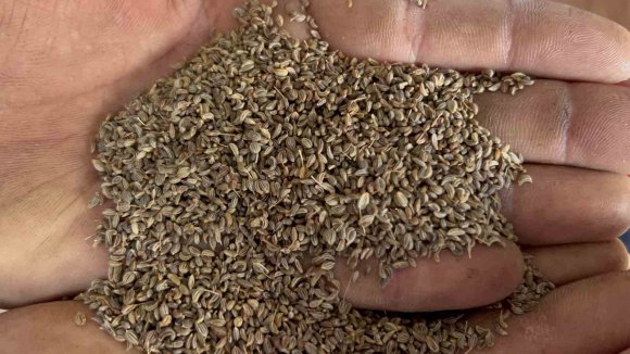 TÜRKİYE’NİN MAYDANOZ TOHUMU İHTİYACININ YÜZDE 75’İNİN KARŞILANDIĞI İLÇEDE BEREKETLİ HASAT BAŞLADI