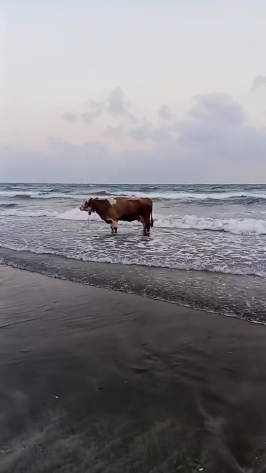 KAVURUCU SICAKTAN BUNALAN İNEK SOLUĞU DENİZDE ALDI
