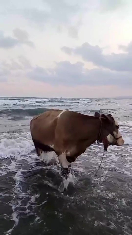 KAVURUCU SICAKTAN BUNALAN İNEK SOLUĞU DENİZDE ALDI