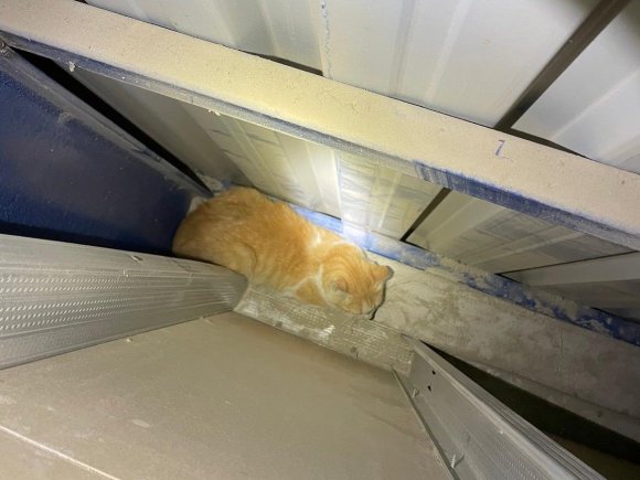 ANTAKYA’DA MARKET DUVARI ARASINDA MAHSUR KALAN KEDİYİ İTFAİYE KURTARDI