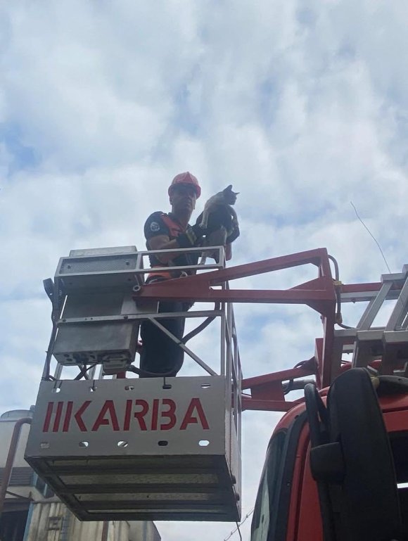 AĞAÇTA MAHSUR KALAN KEDİ KURTARILDI