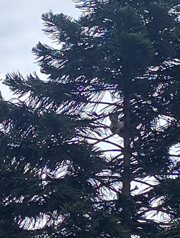 AĞAÇTA MAHSUR KALAN KEDİ KURTARILDI