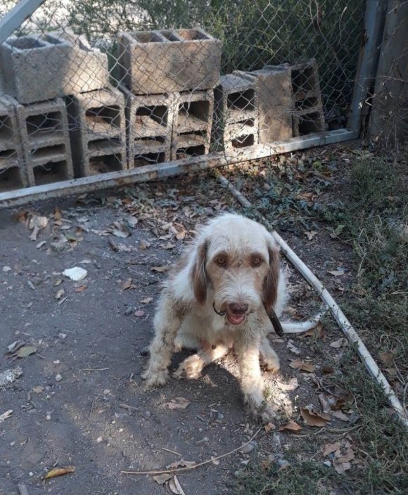 ÇUKURA DÜŞEN KÖPEĞİ İTFAİYE EKİPLERİ KURTARDI
