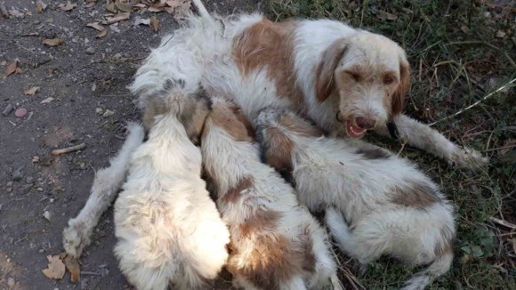 ÇUKURA DÜŞEN KÖPEĞİ İTFAİYE EKİPLERİ KURTARDI