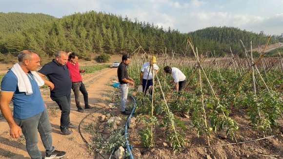 ADANA’DA ATIL ARAZİLER DOMATES ÜRETİM MERKEZİ OLDU