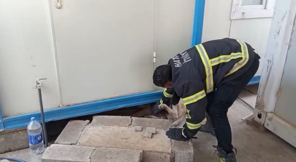 HATAY’DA KONTEYNERİN ALTINA SIKIŞAN KÖPEK KURTARILDI