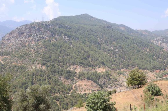 ADANA’DA ORMAN YANGINIYLA KÜLE DÖNEN 4 BİN HEKTARDA FİDANLAR TEKRAR BÜYÜDÜ