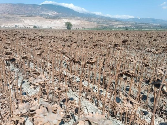 KIRIKHAN’DA AYÇİÇEĞİ HASADI BAŞLADI