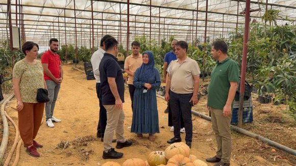 30 YIL ÖNCE DENEME AMAÇLI İLK FİDAN DİKİLDİ, BUGÜN 300 DÖNÜMDEN FAZLA ALANDA ÜRETİLİYOR