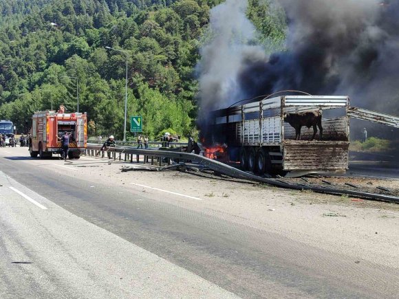 BÜYÜKBAŞ HAYVAN YÜKLÜ TIR ALEV ALEV YANDI