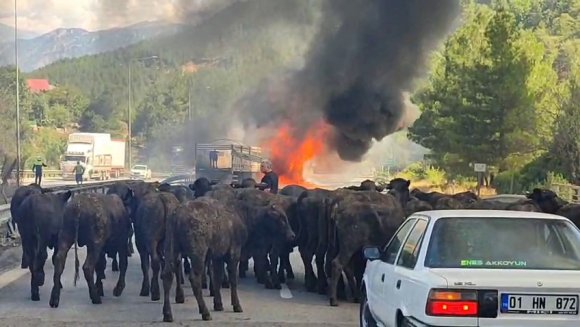 BÜYÜKBAŞ HAYVAN YÜKLÜ TIR ALEV ALEV YANDI