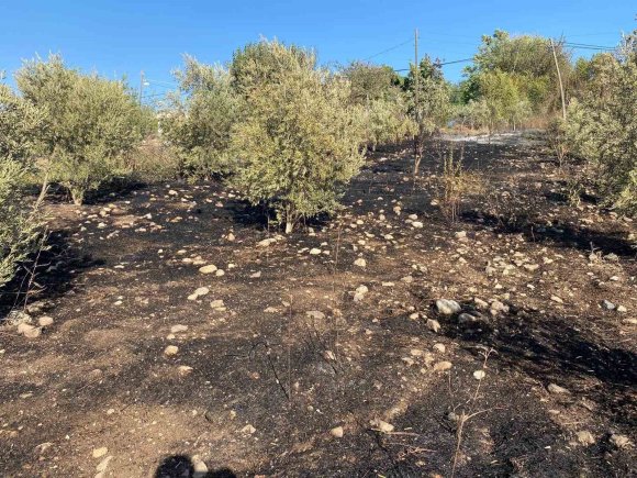 OSMANİYE’DE ZEYTİNLİK ALANDA ÇIKAN YANGIN PANİĞE NEDEN OLDU
