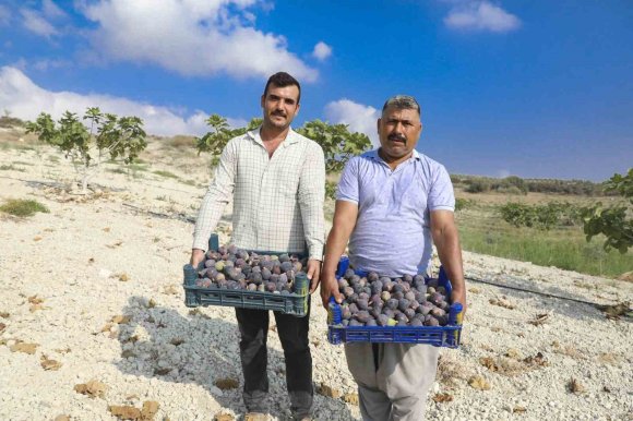 FİDANLAR TOPRAKLA BULUŞTU, MEYVELER KASALARI DOLDURDU