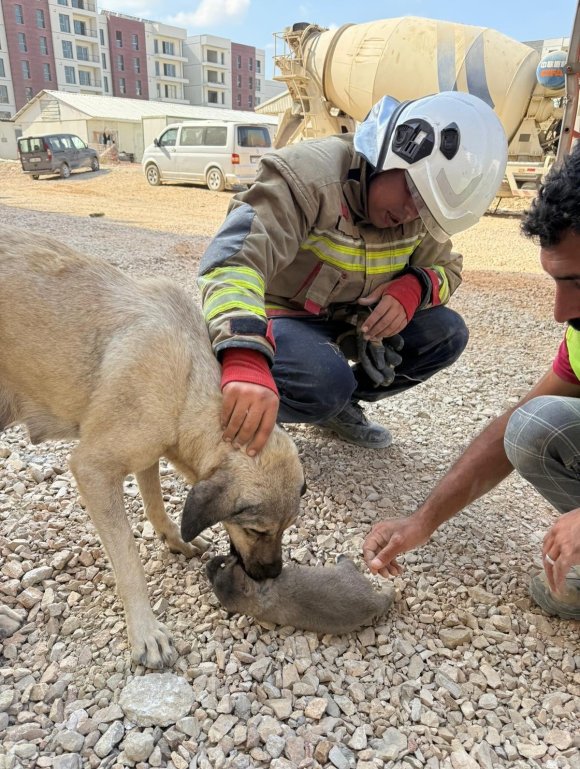 ANTAKYA’DA 5 METRELİK KUYUYA DÜŞEN YAVRU KÖPEK KURTARILDI