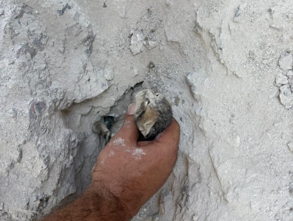 BETON ZEMİN MAHSUR KALAN YAVRU KEDİ İÇİN KIRILDI