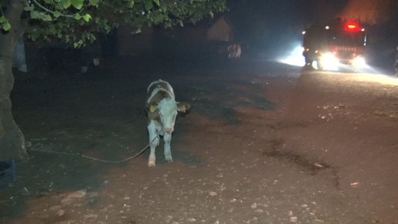 ANTALYA’DA KORKUTAN SAZLIK YANGINI SÖNDÜRÜLDÜ