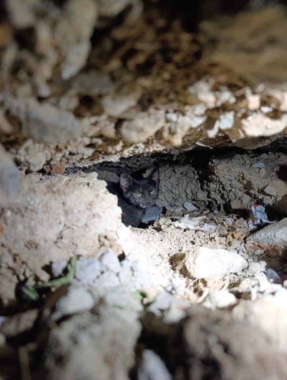 ANTAKYA’DA BETON BORU İÇİNDE SIKIŞAN KEDİ KURTARILDI