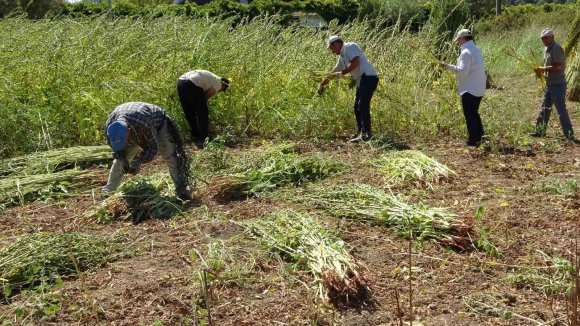 ANTALYA’DA ALTIN SUSAMDA HASAT BAŞLADI